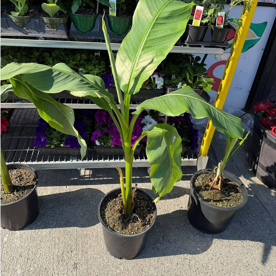 Banana Tree Plant