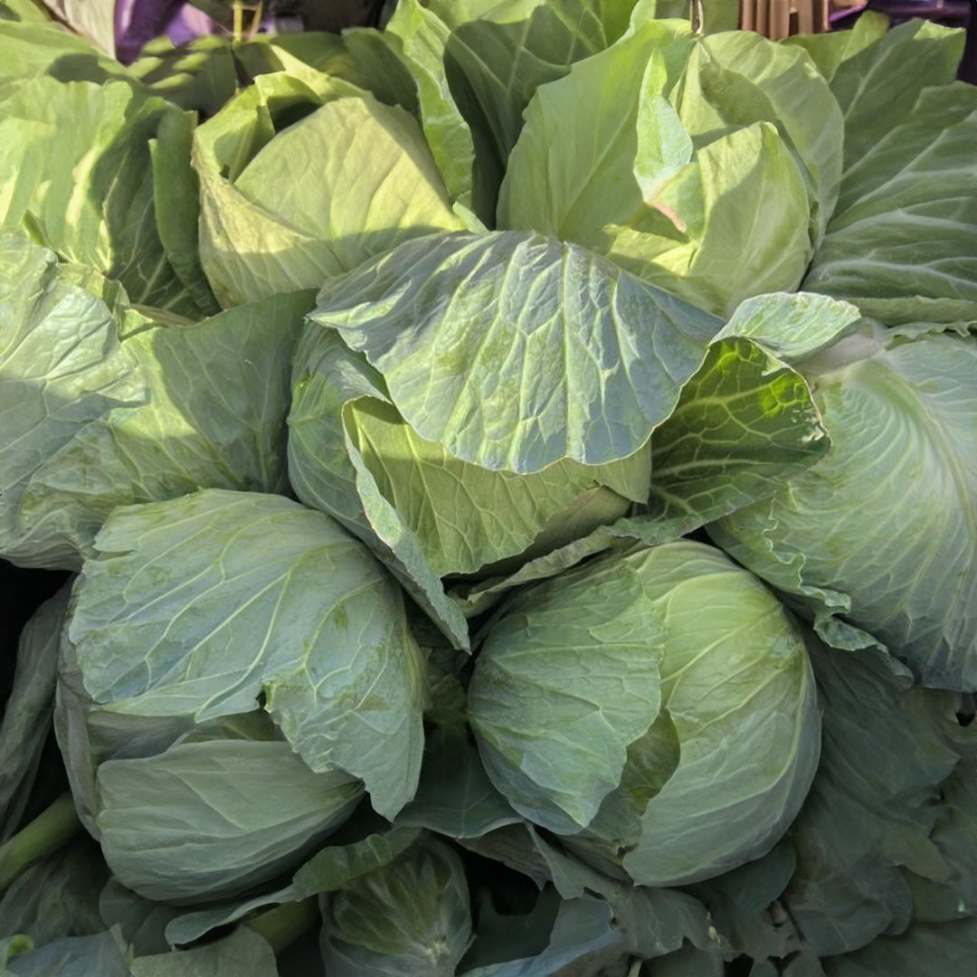 Cabbage
