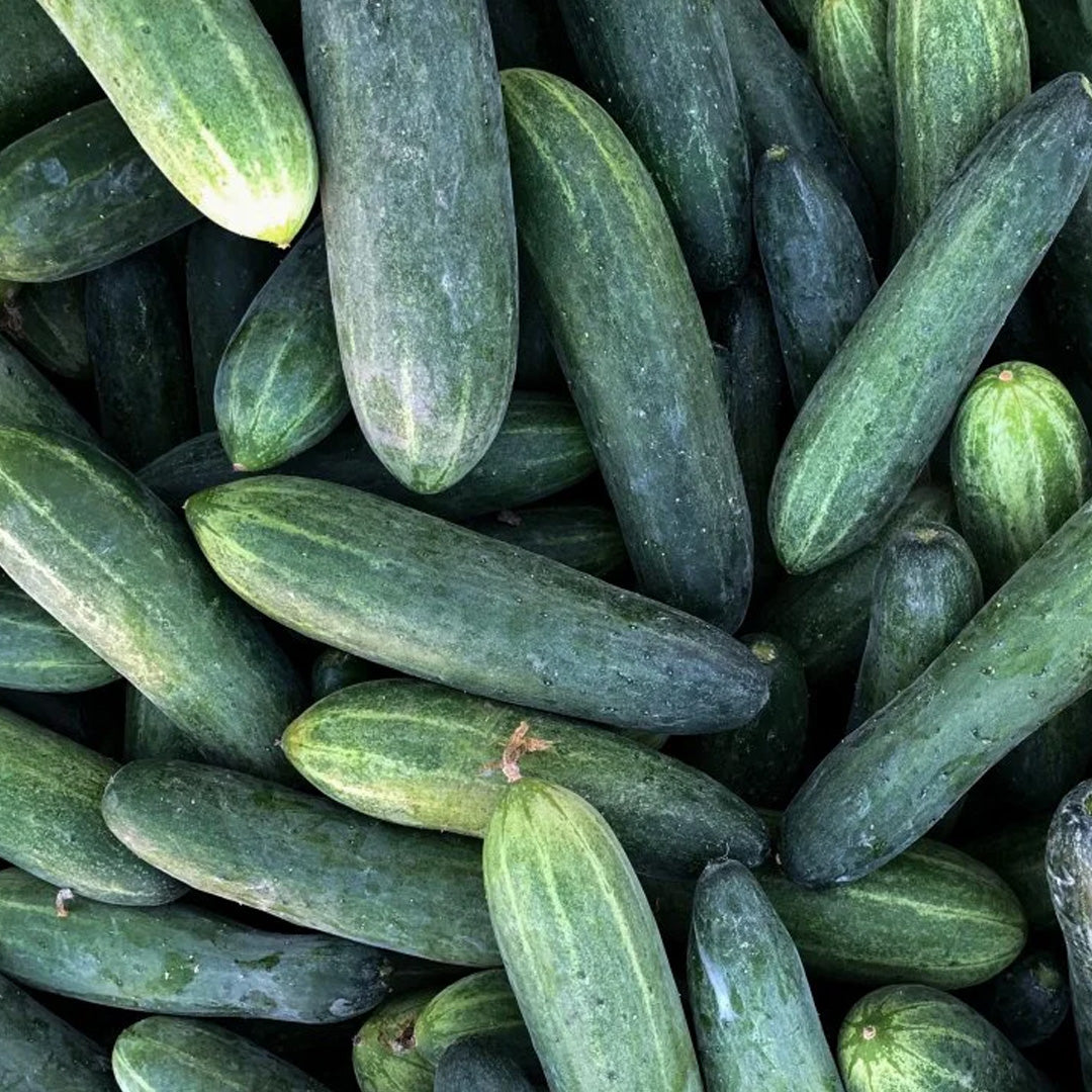 Cucumber