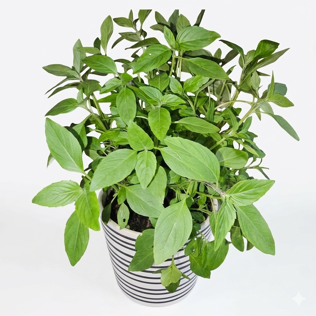 Married Man Plant