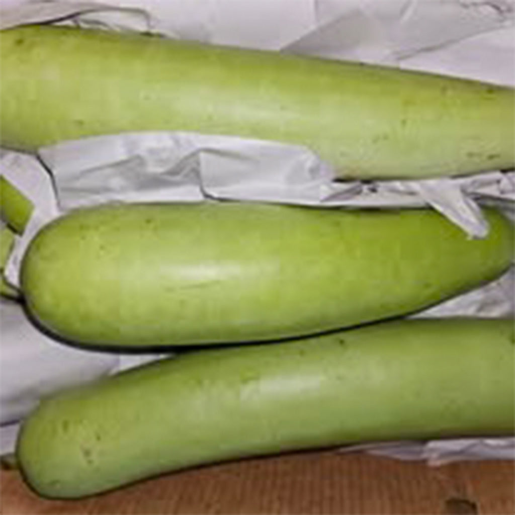 Indian Squash