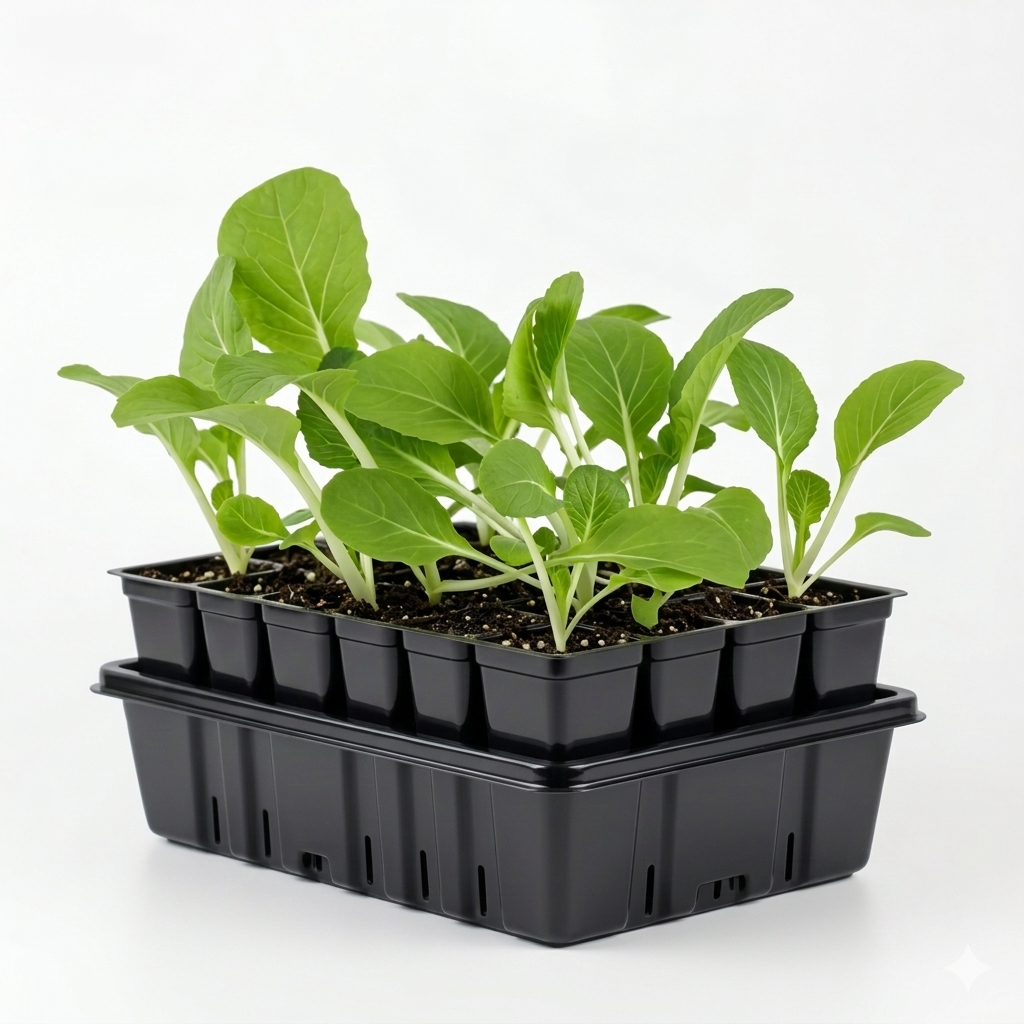 Pak Choi Plant