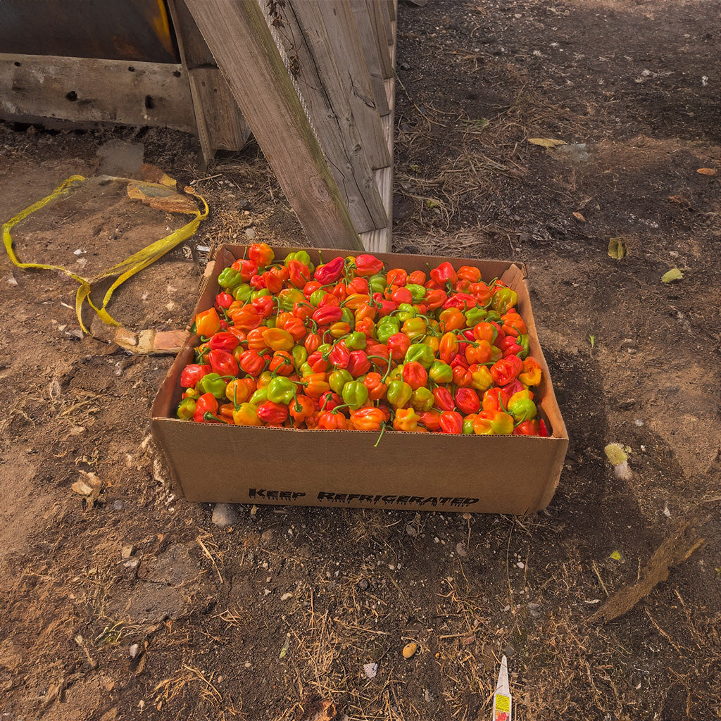 Jamaican Scotch Bonnet