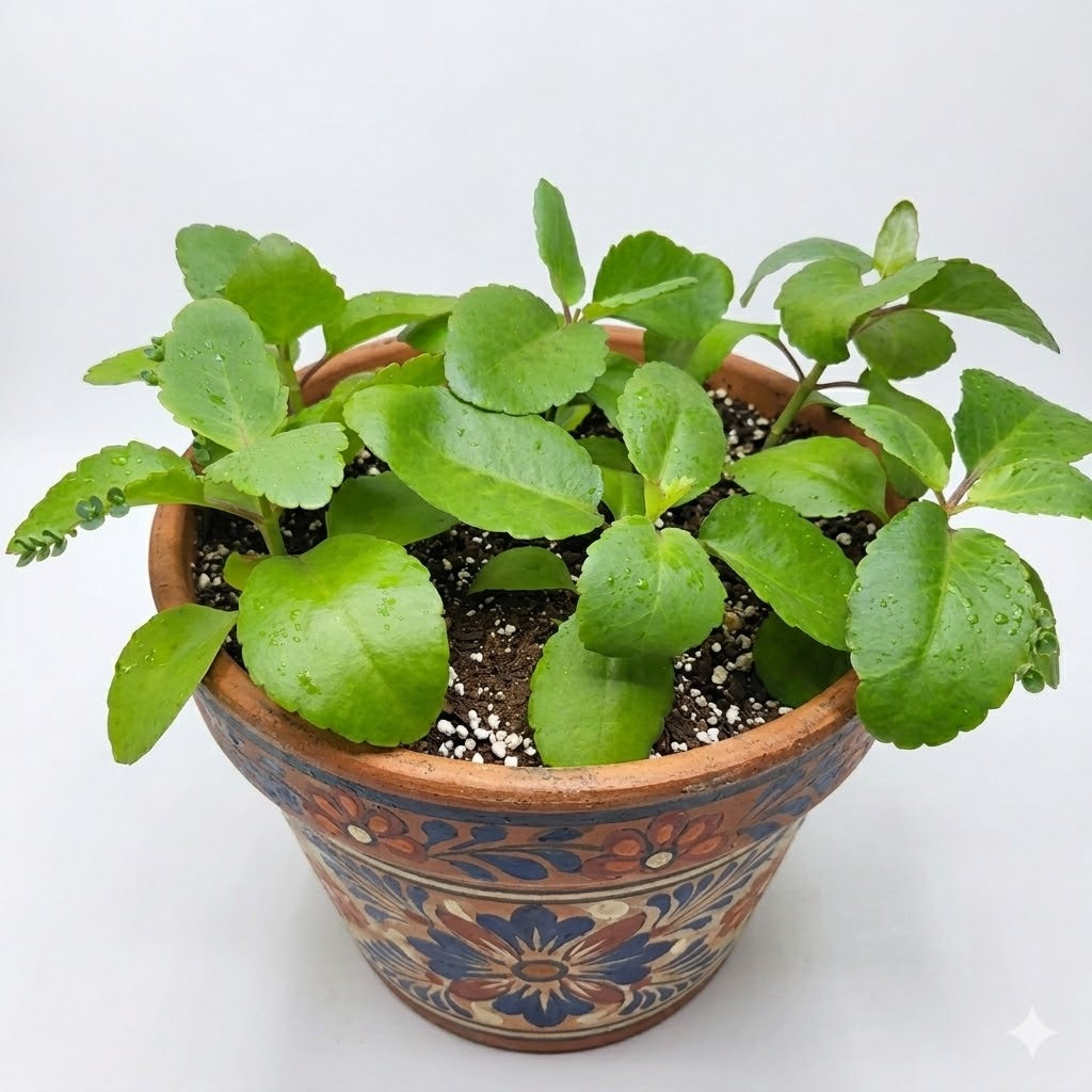 Leaf of life