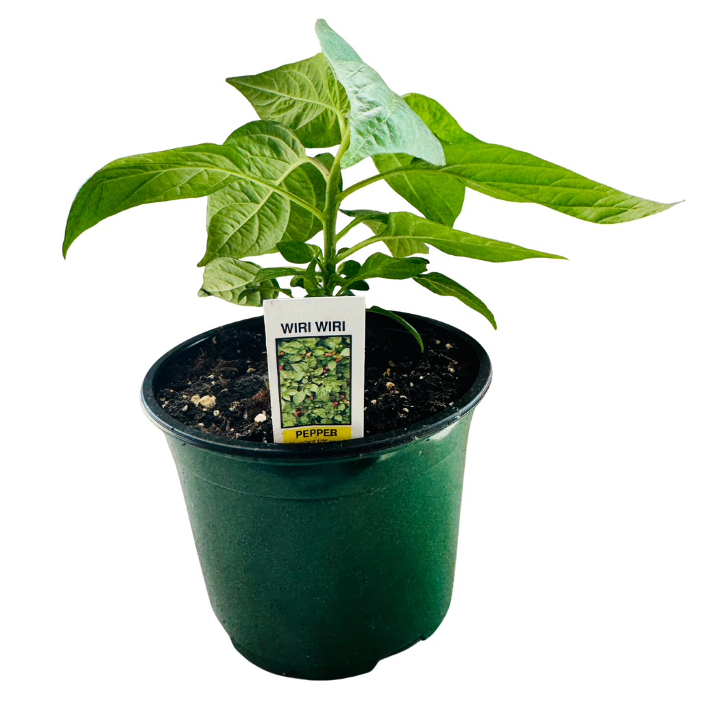 Wiri Wiri Pepper Plant