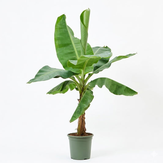 Banana Tree Plant