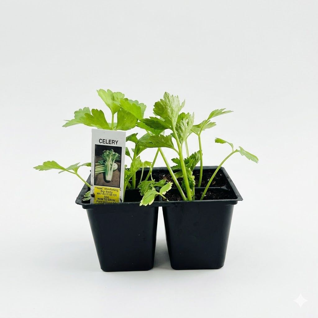 Celery Plant