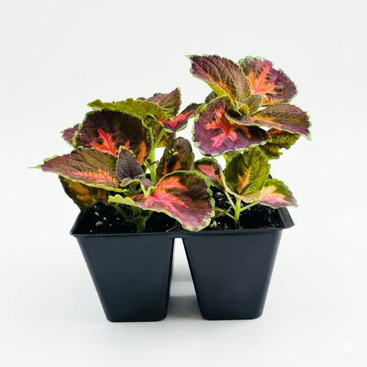 Coleus Plant
