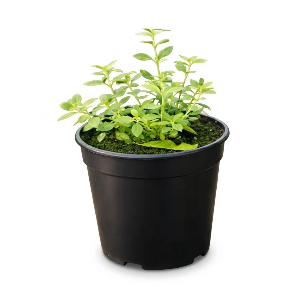 Fine Thyme