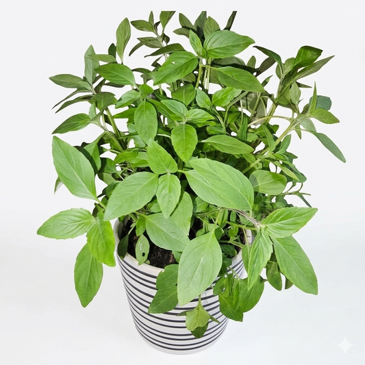 Married Man Plant