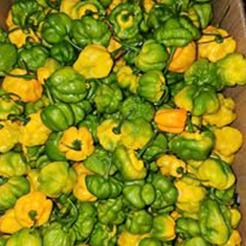 Jamaican Scotch Bonnet