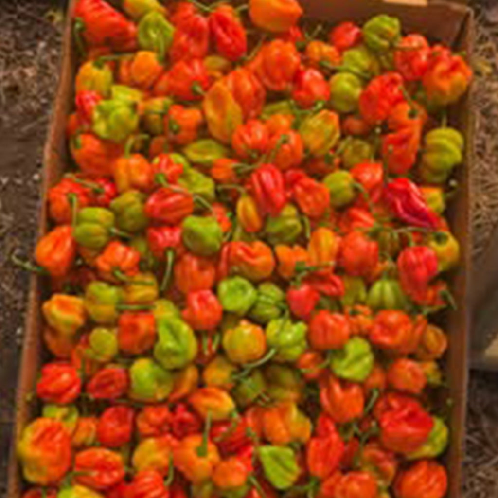 Jamaican Scotch Bonnet