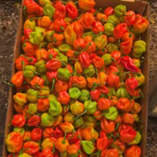 Jamaican Scotch Bonnet