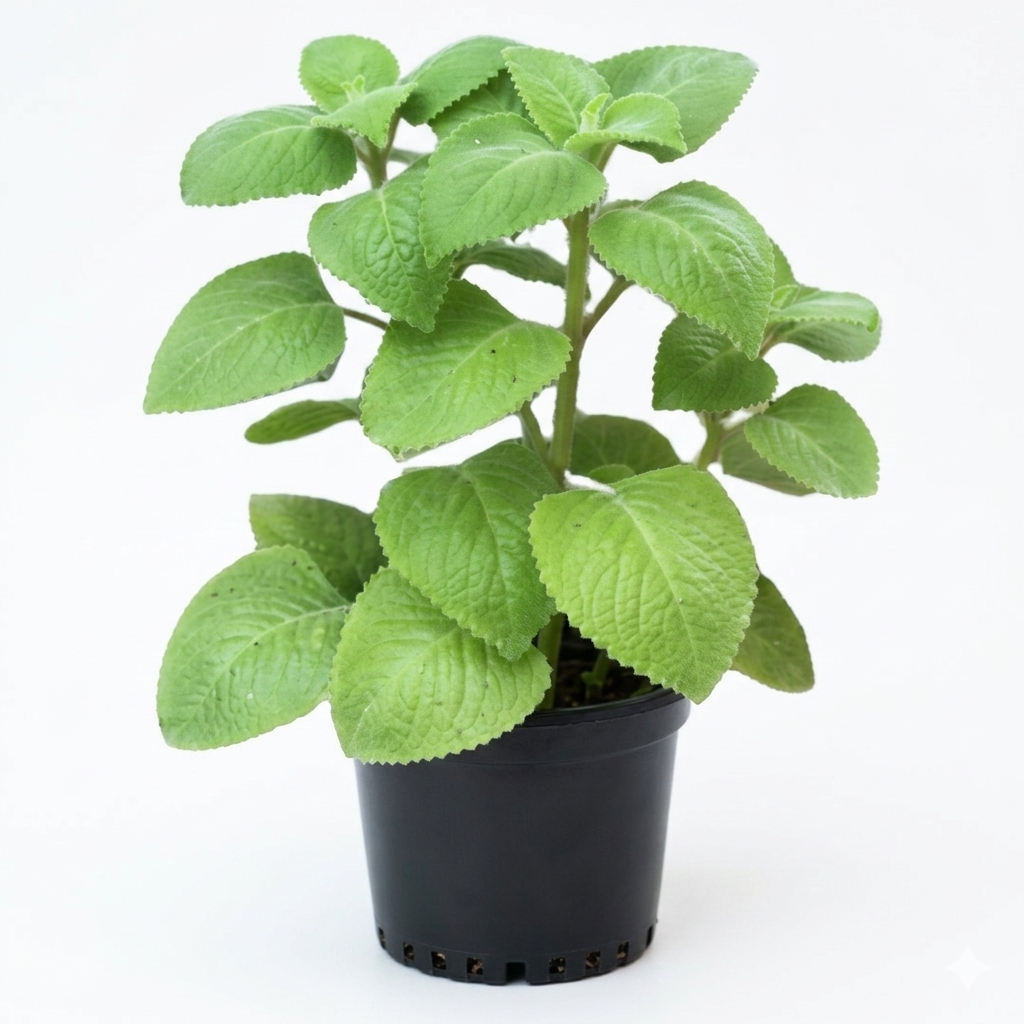 Broad Leaf Thyme Plant