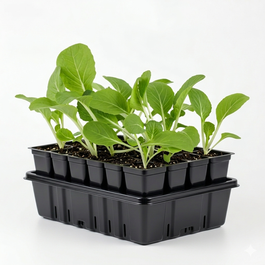 Pak Choi Plant