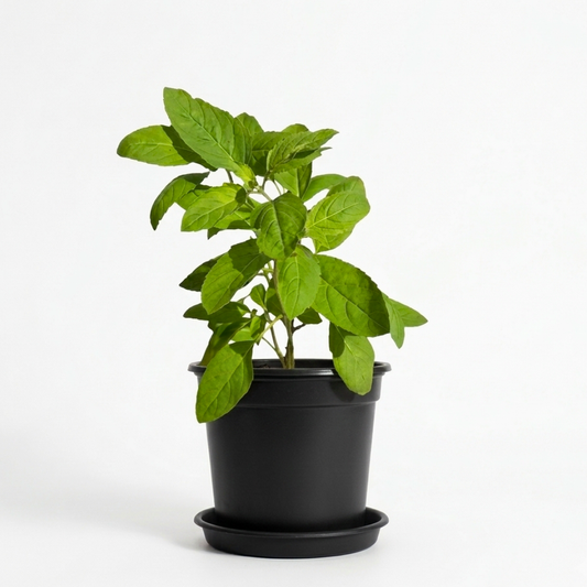 Tulsi Plant