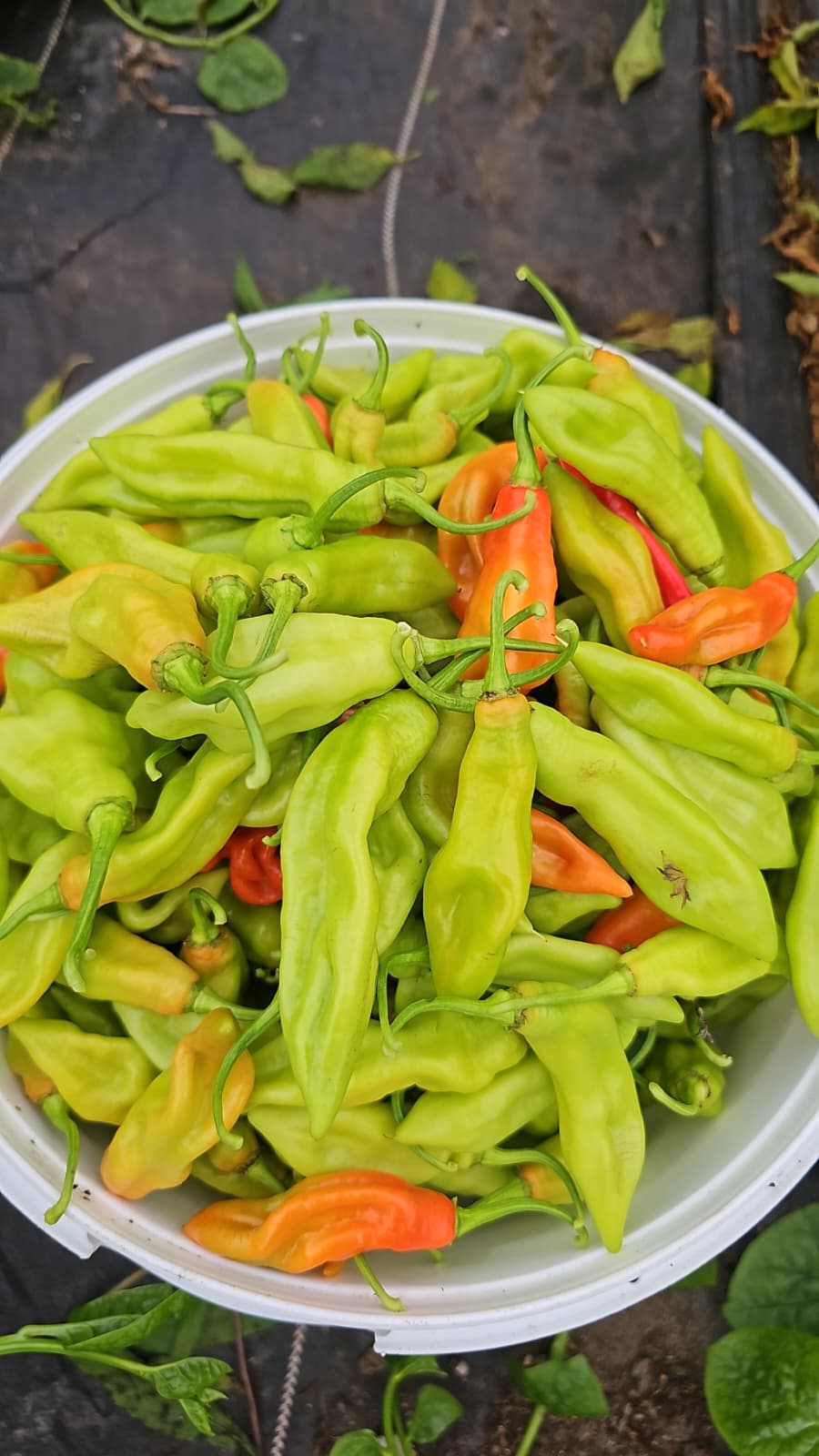 Trinidad Pimento Peppers