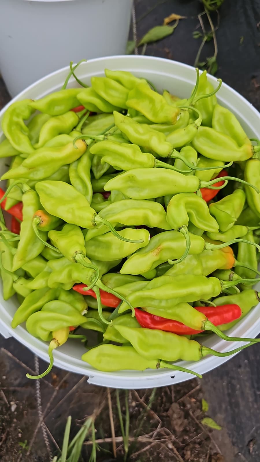 Trinidad Pimento Peppers