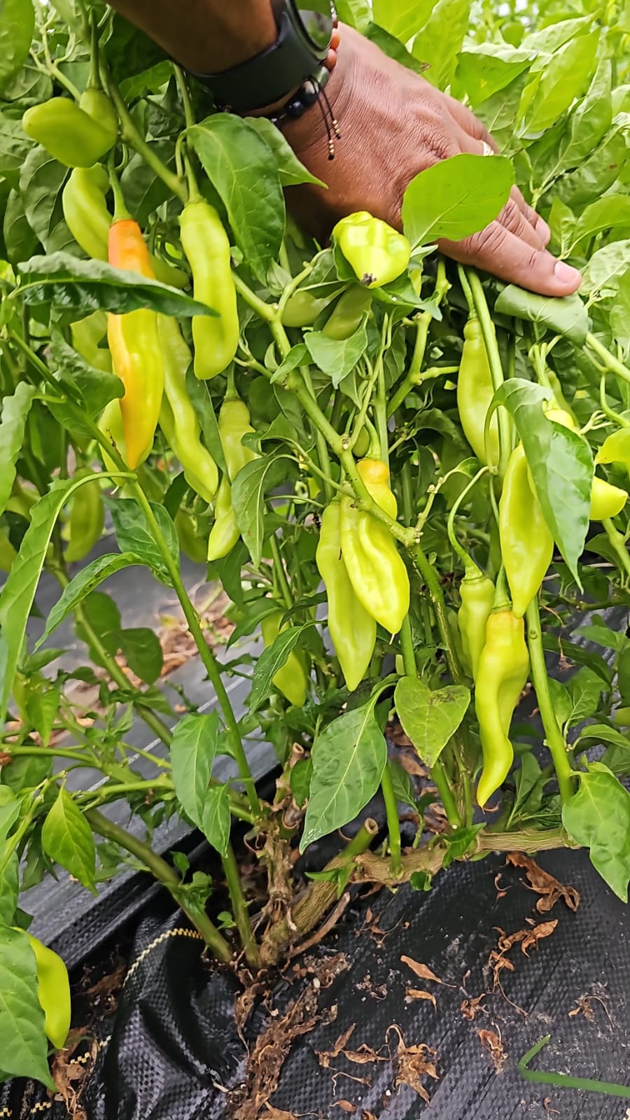 Trinidad Pimento Peppers