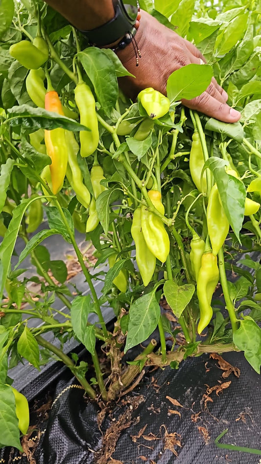 Trinidad Pimento Peppers