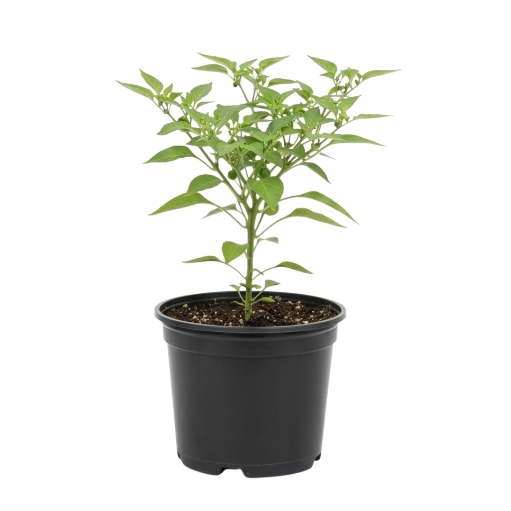 Wiri Wiri Pepper Plant