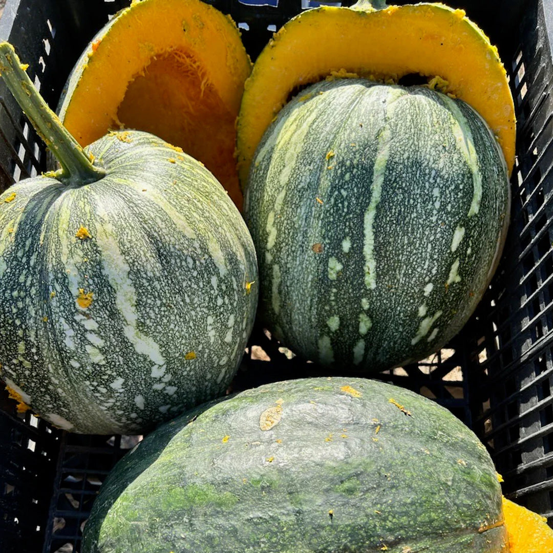 Pumpkin